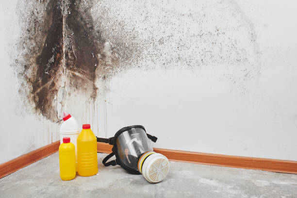 Best Emergency Mold Removal  in Falls City, NE
