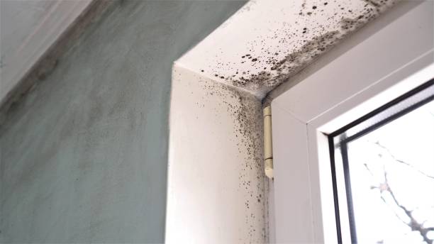 Best Mold Cleaning Services  in Falls City, NE