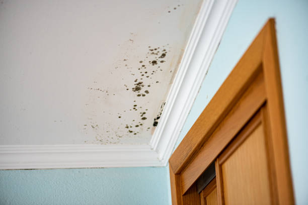 Best Mold Remediation Experts  in Falls City, NE