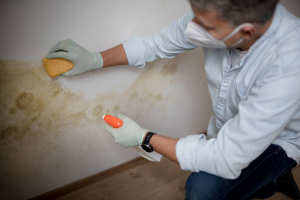 Best Crawl Space Mold Removal  in Falls City, NE