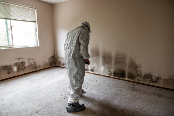 Best Certified Mold Removal  in Falls City, NE