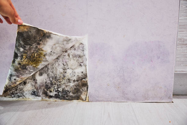  Falls City, NE Mold Removal Pros